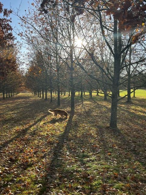 Tryffelhund i ekodling
