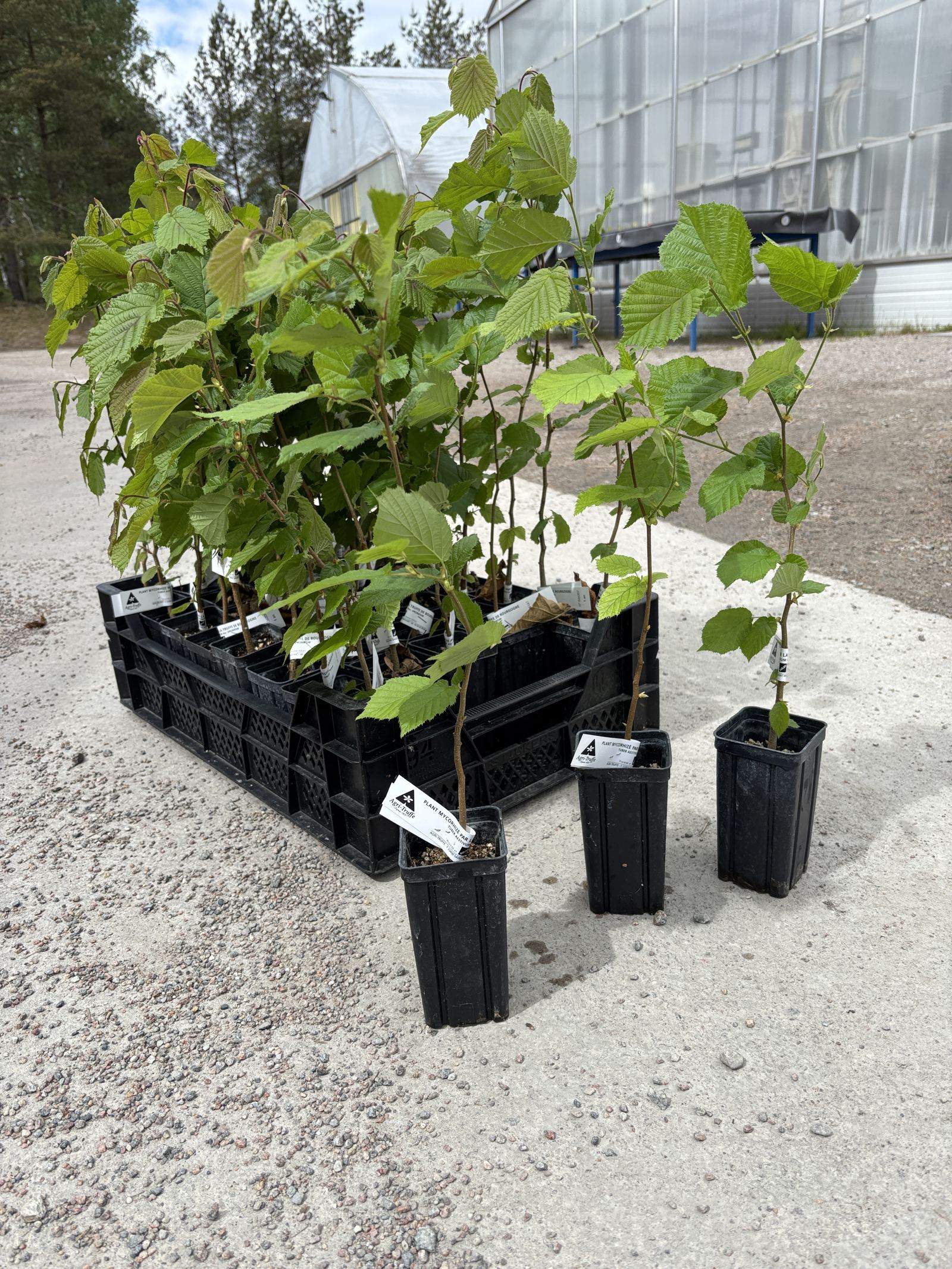 Tryffelplantor i plantskola